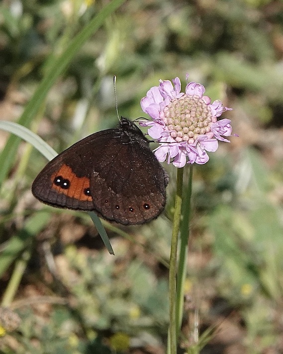 Chapman's ringlet